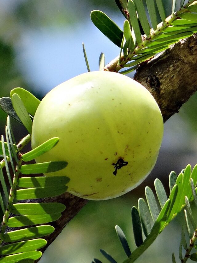cropped-indian-gooseberry-337445_1280.jpg
